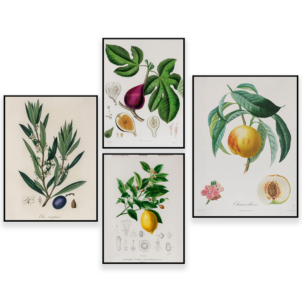 Medical Botany Vintage Illustr - Plant Jackfruit review and price